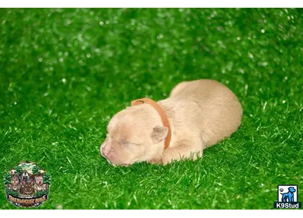 a american bully dog lying in the grass